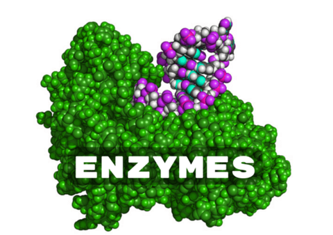 ENZYMES
